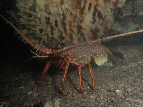 Image of Australian Spiny Lobster