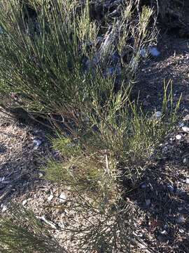 Слика од Genista cinerea (Vill.) DC.