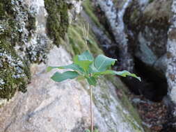 Image de Lonicera periclymenum subsp. hispanica (Boiss. & Reuter) Nyman