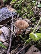 Image of Inocybe calospora Quél. 1881