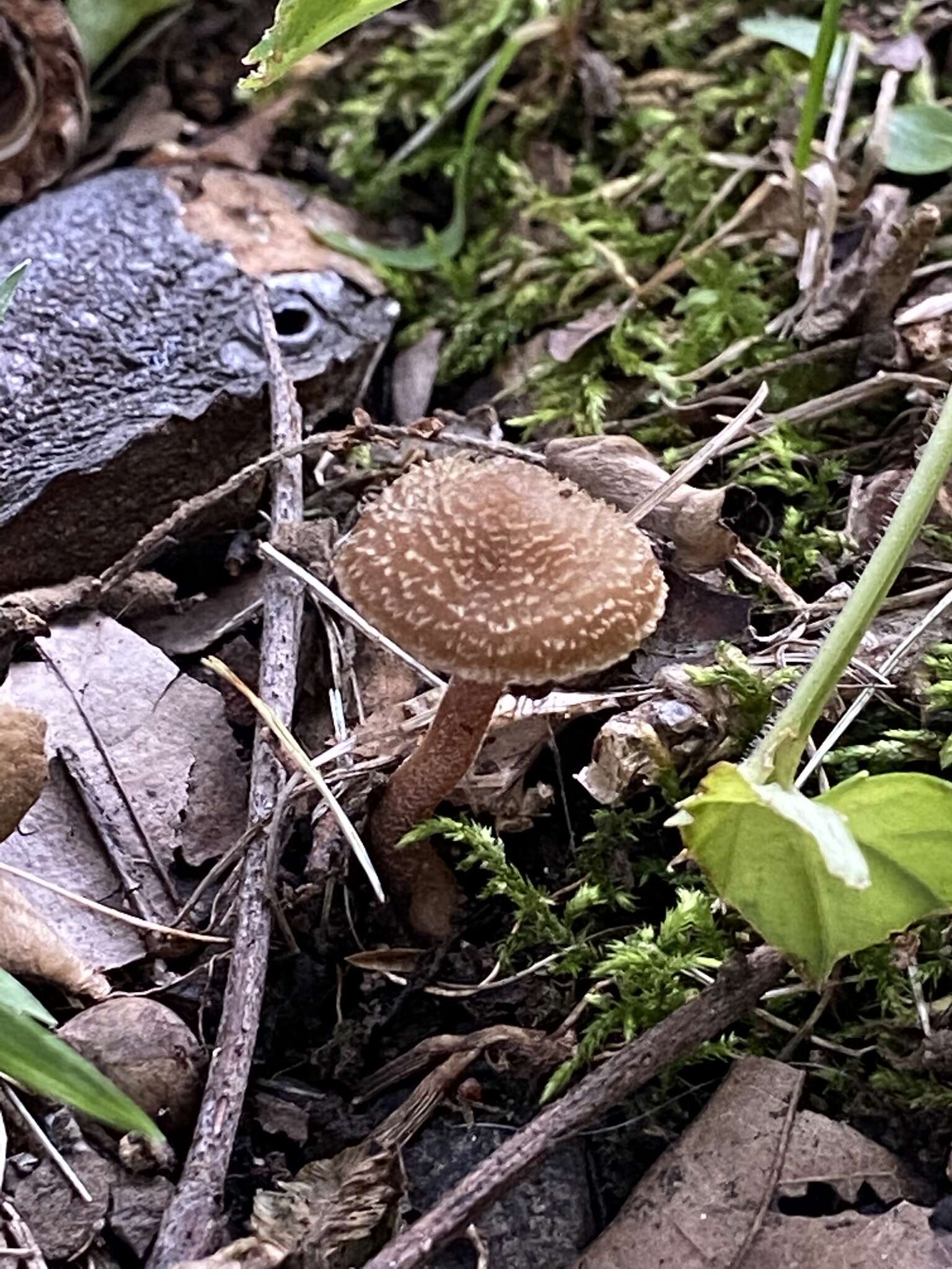 Image of Inocybe calospora Quél. 1881