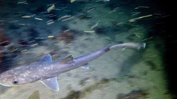 Слика од Mustelus antarcticus Günther 1870