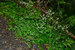 Image of Triplostegia glandulifera Wall.