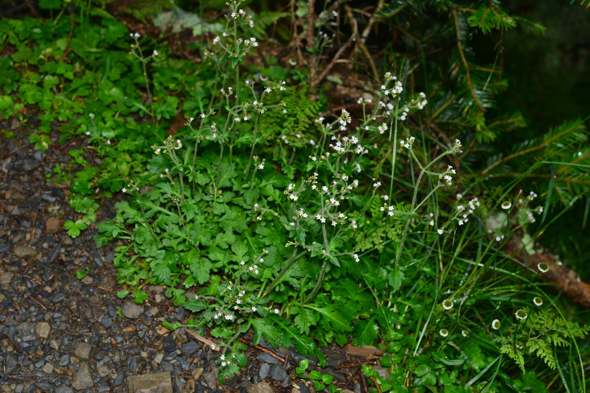 Image of Triplostegia glandulifera Wall.