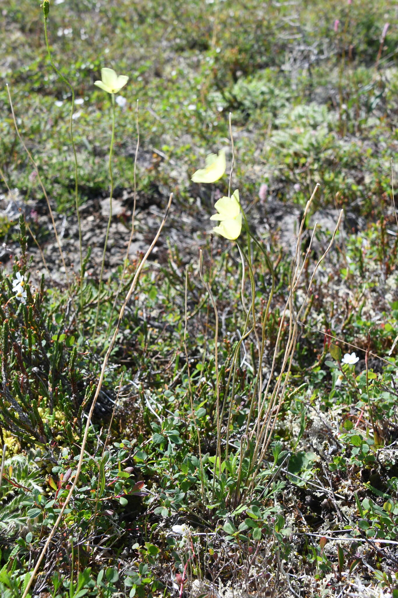 Image of Papaver variegatum A. I. Tolmachev