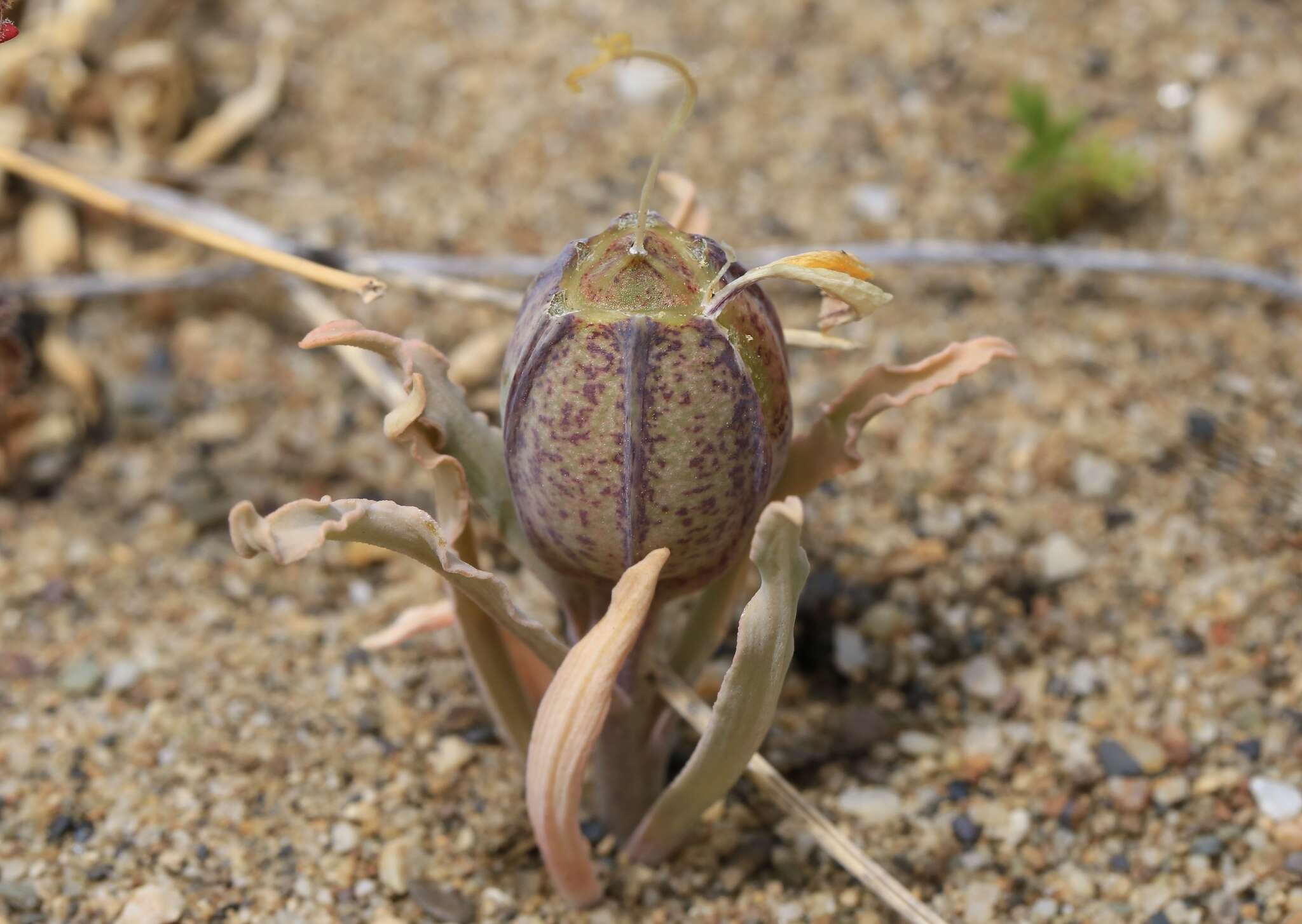 Image of Alstroemeria patagonica Phil.