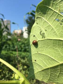 Image of Mexican bean beetle