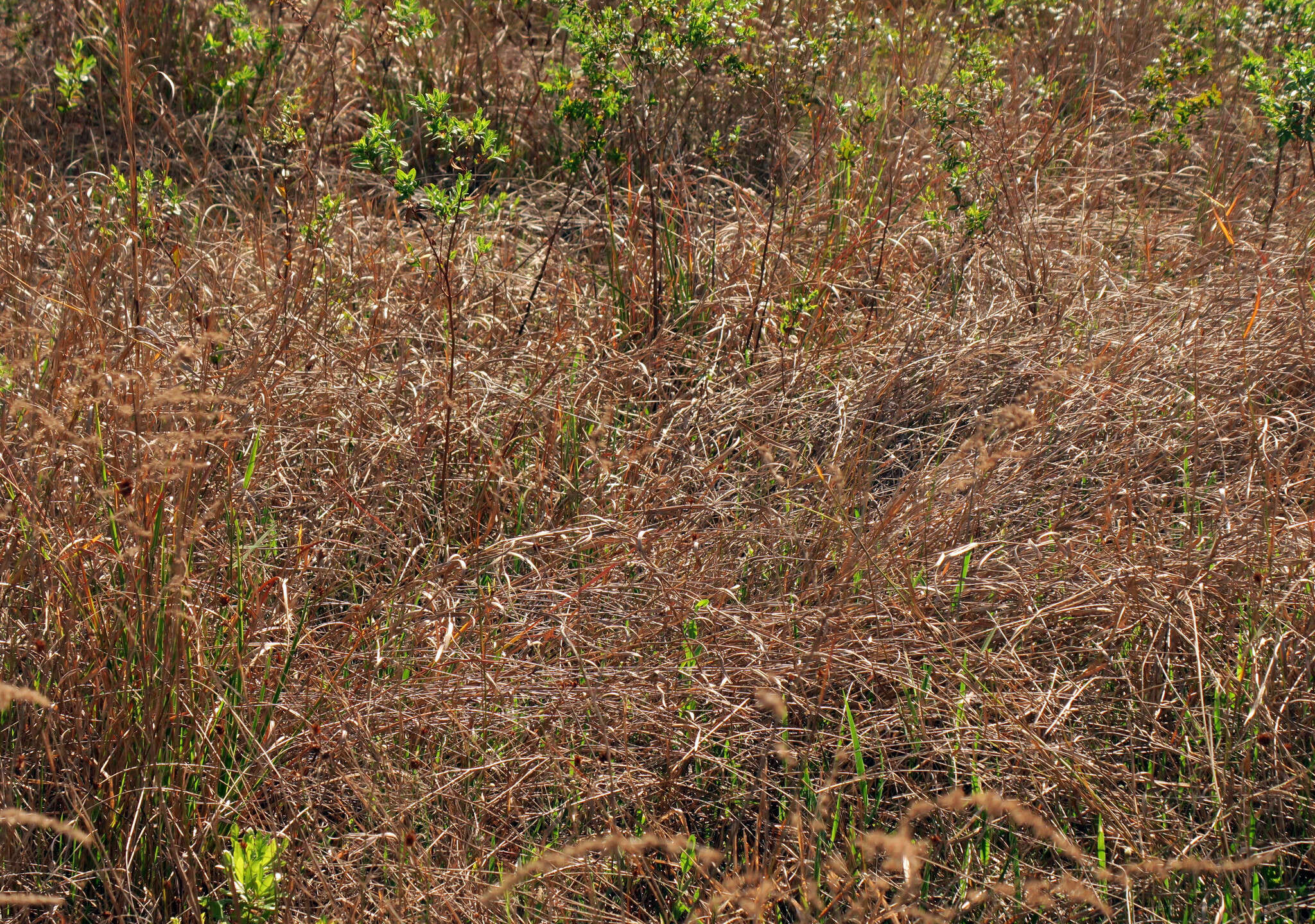 Imagem de Andropogon brachystachyus Chapm.