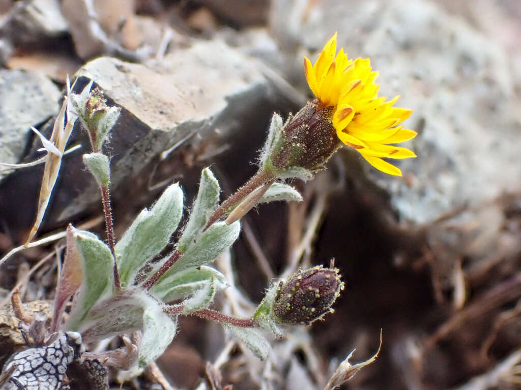 Plancia ëd Lessingia tenuis (A. Gray) Coville