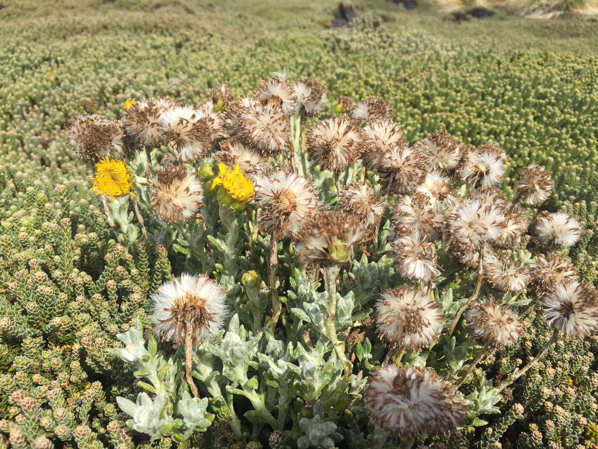 Image of Senecio littoralis Gaud.