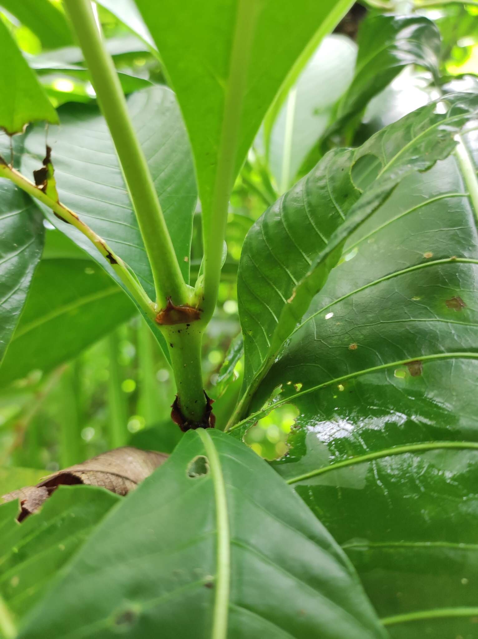 Image de Psychotria grandis Sw.