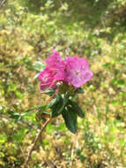 Image of Kalmia microphylla (Hook.) A. Heller