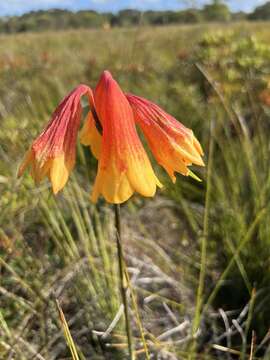 Image of Blandfordia grandiflora R. Br.