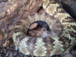 Image of Crotalus molossus molossus Baird & Girard 1853