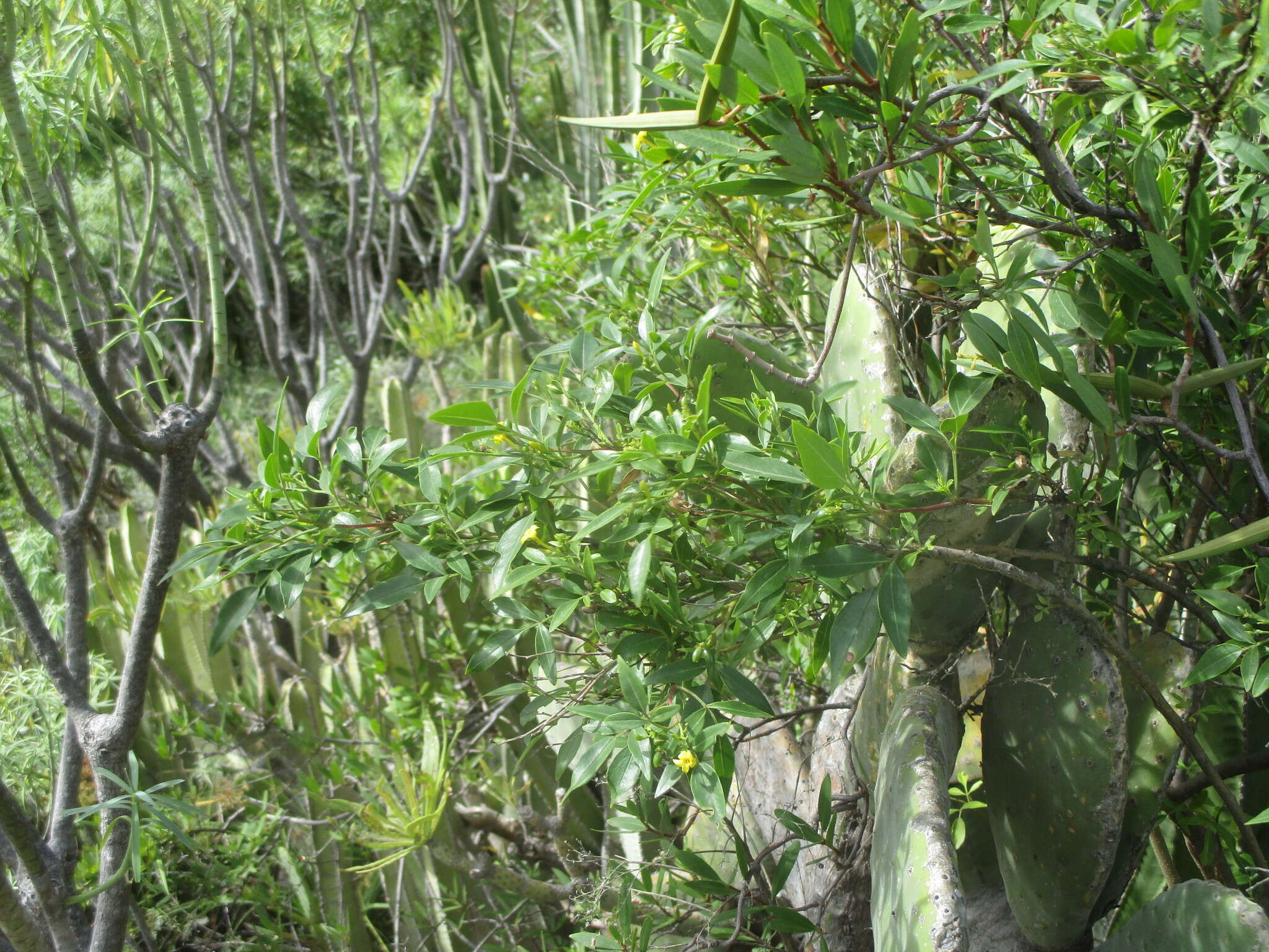 Image of Chrysojasminum odoratissimum (L.) Banfi