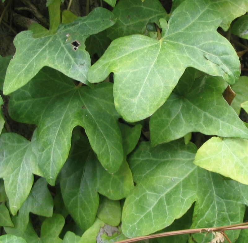 Image of English ivy