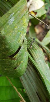 Image of Dolichoderus rugosus (Smith 1851)