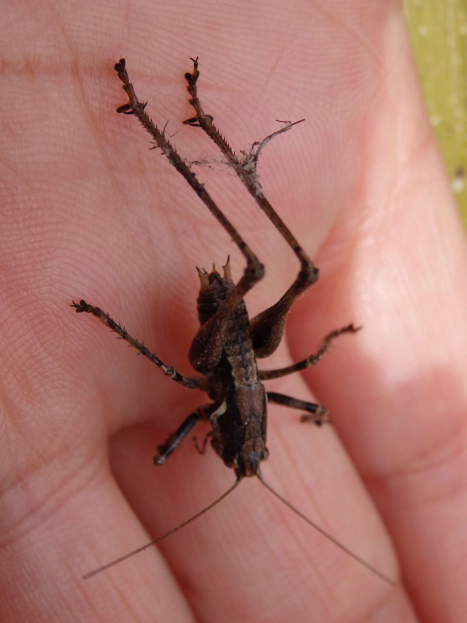 Image of Antaxius (Chopardius) spinibrachius (Fischer 1853)