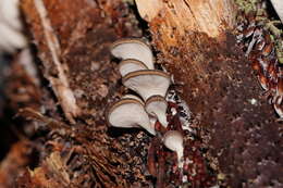 Plancia ëd Pleurotus australis Sacc. 1891