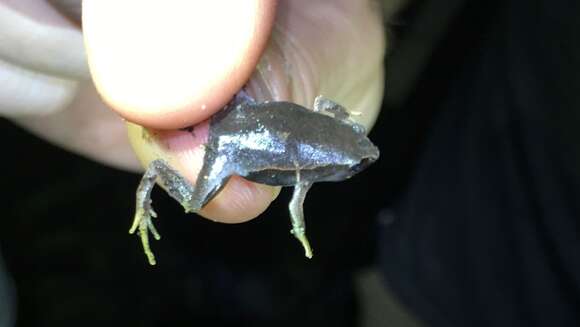 Image of Southern Narrow-mouthed Toad