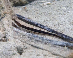 Image of Black flathead