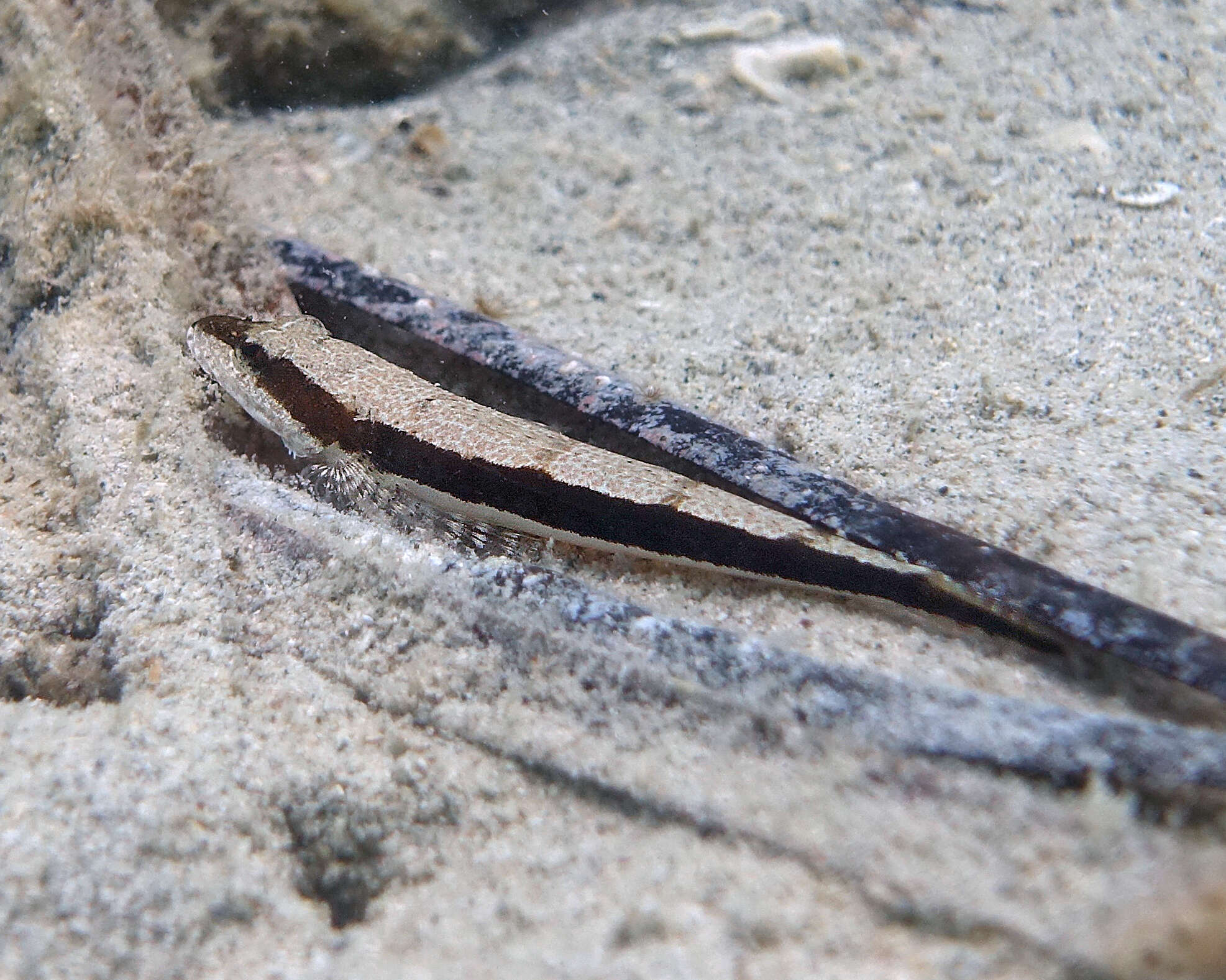 Image of Black flathead