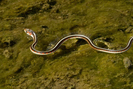 Image of Thamnophis sirtalis infernalis (Blainville 1835)