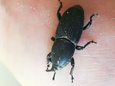 Image of Sisal Weevil