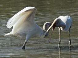 Imagem de Platalea flavipes Gould 1838