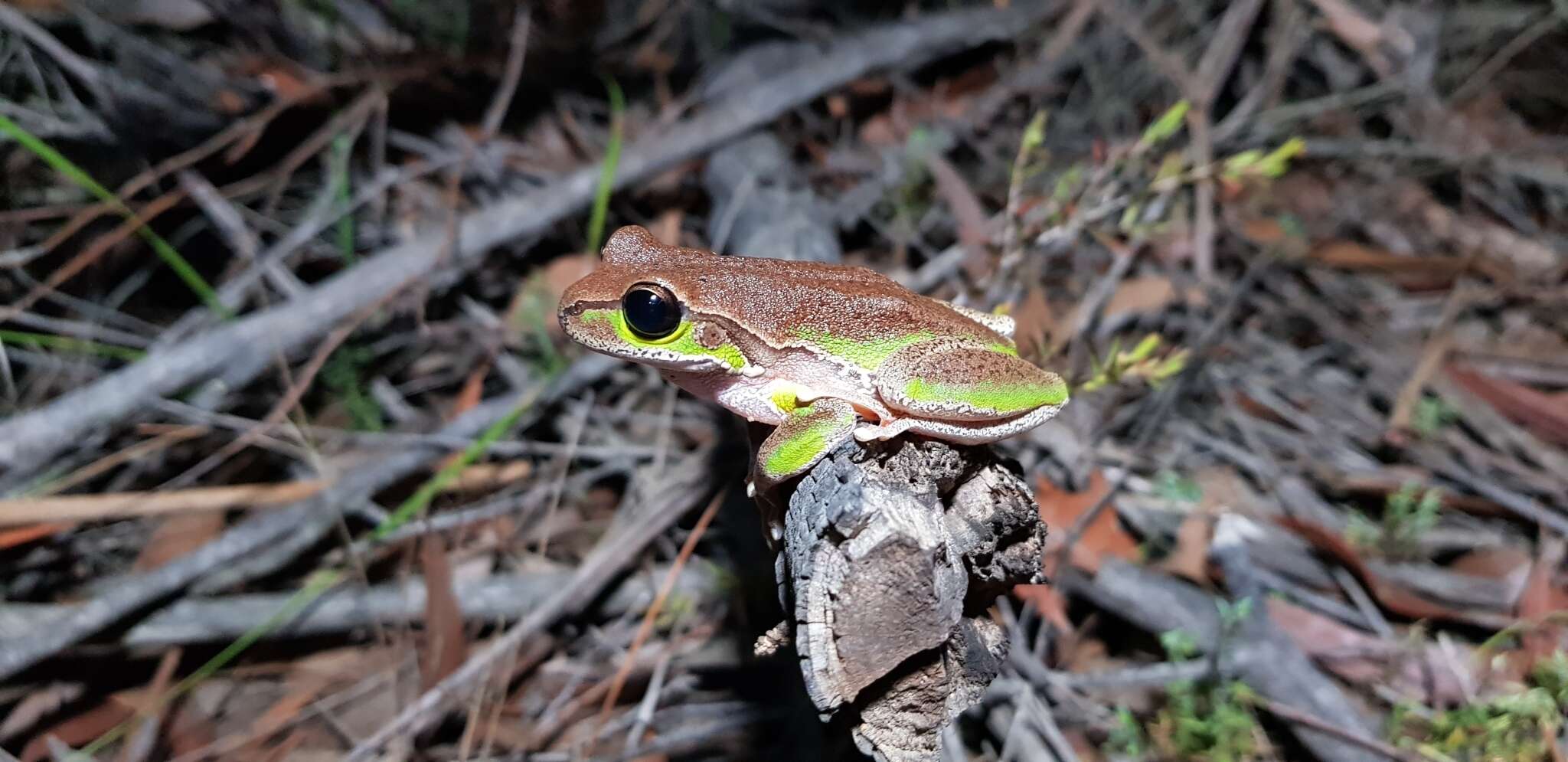 Image of Blue Mountains Tree Frog