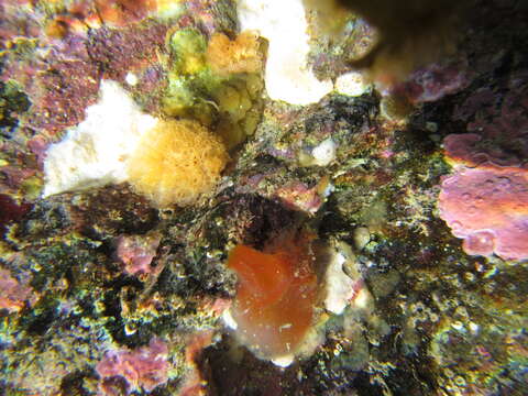 Image of Orange-tipped sea squirt