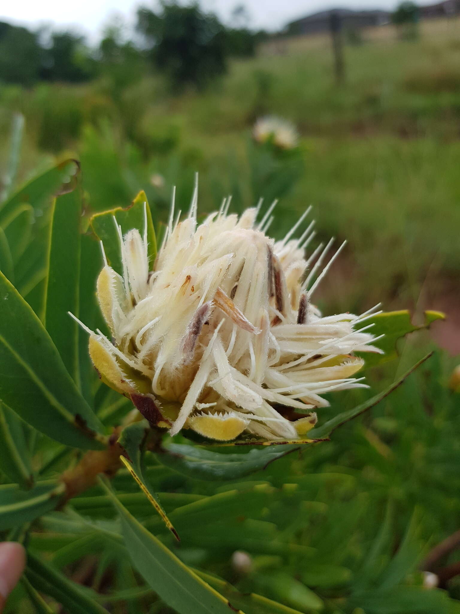 Protea gaguedi J. F. Gmel.的圖片