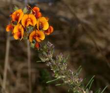 Image of Grey Parrot-Pea