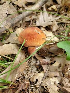 Image of Boletus subluridellus A. H. Sm. & Thiers 1971