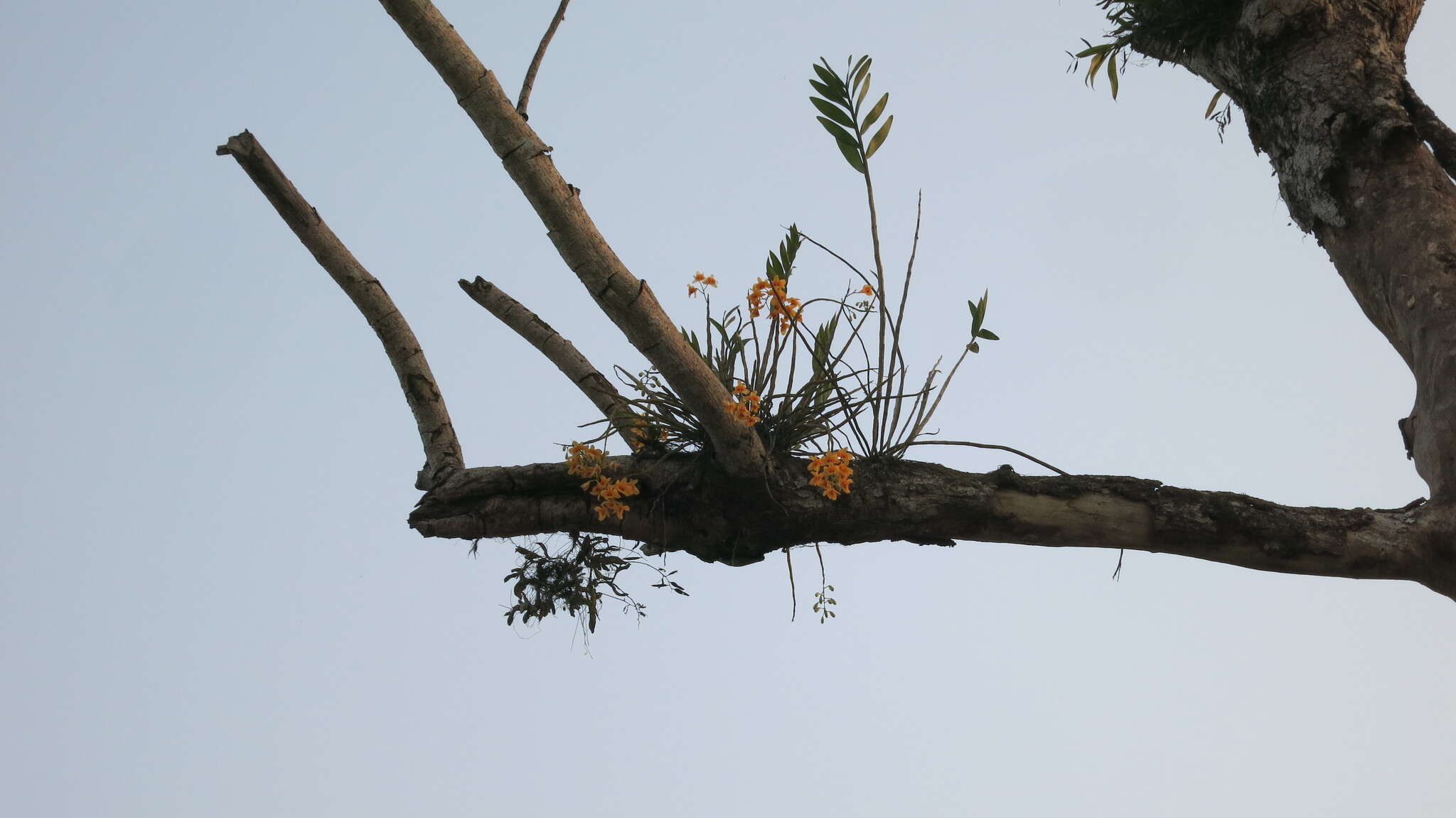 Plancia ëd Dendrobium fimbriatum Hook.