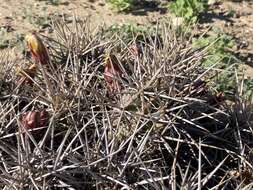 Image of Echinocereus maritimus (M. E. Jones) K. Schum.