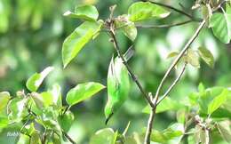 Image of Greater Green Leafbird