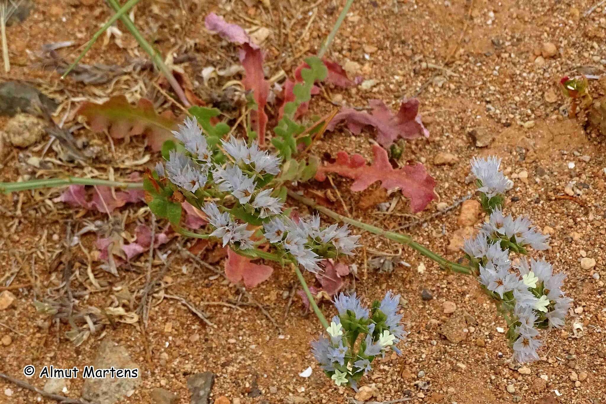 Image of Limonium thouinii (Viv.) O. Kuntze