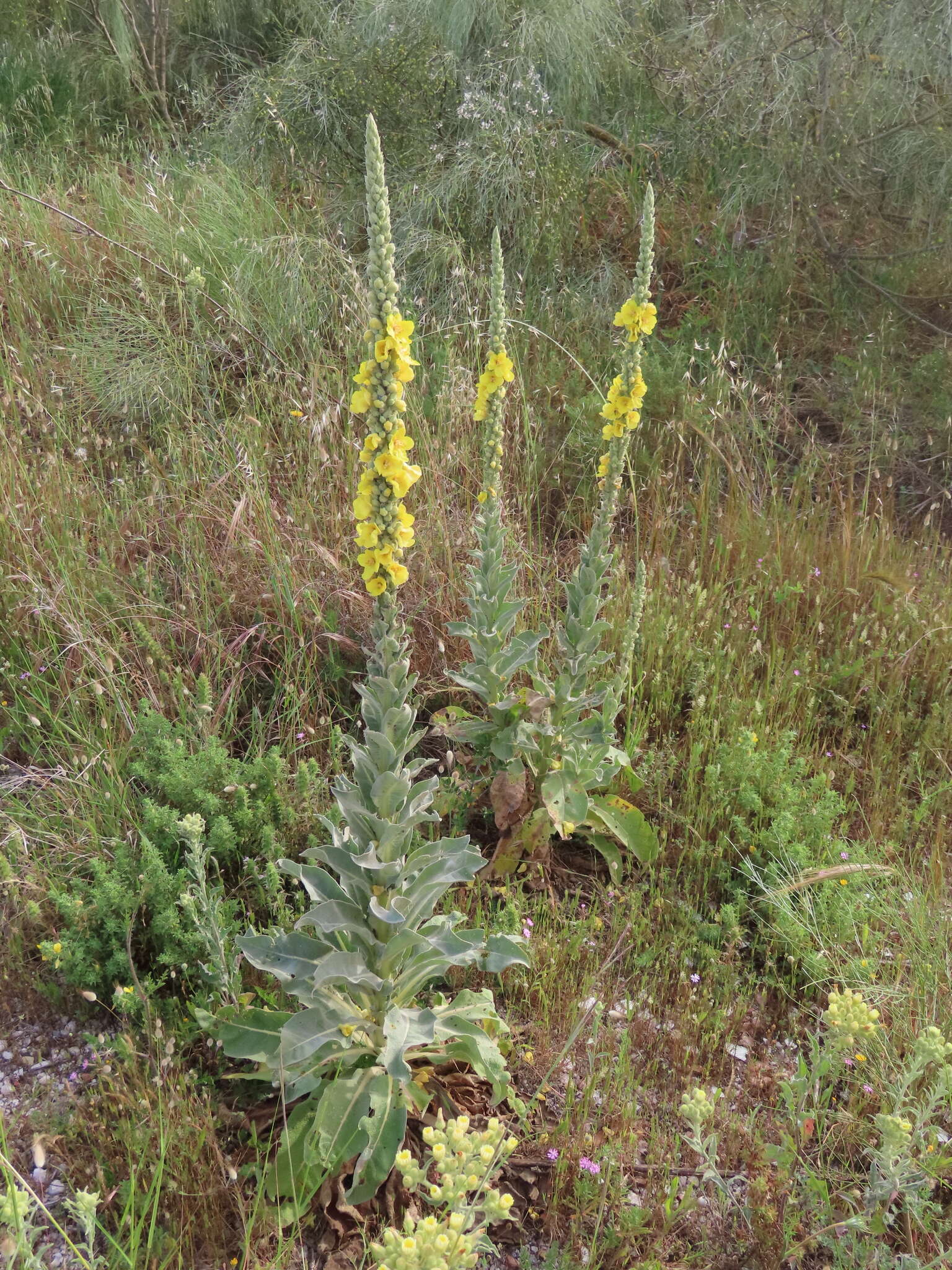 Image of Verbascum giganteum Willk.