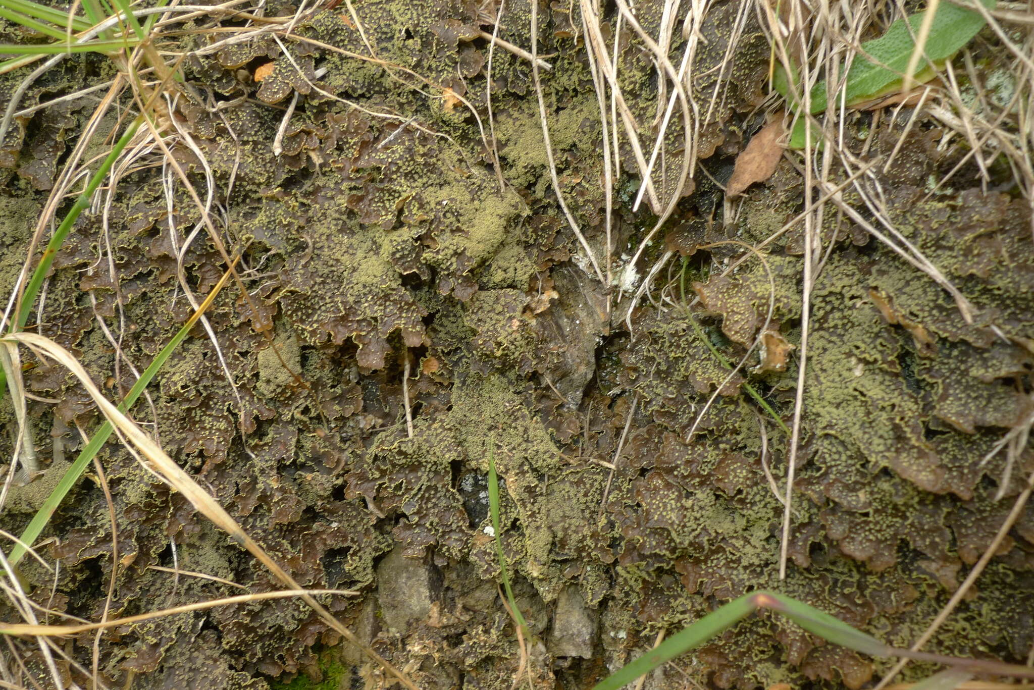 Image of Yellow specklebelly lichen