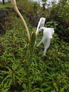 Image of Curcuma scaposa (Nimmo)