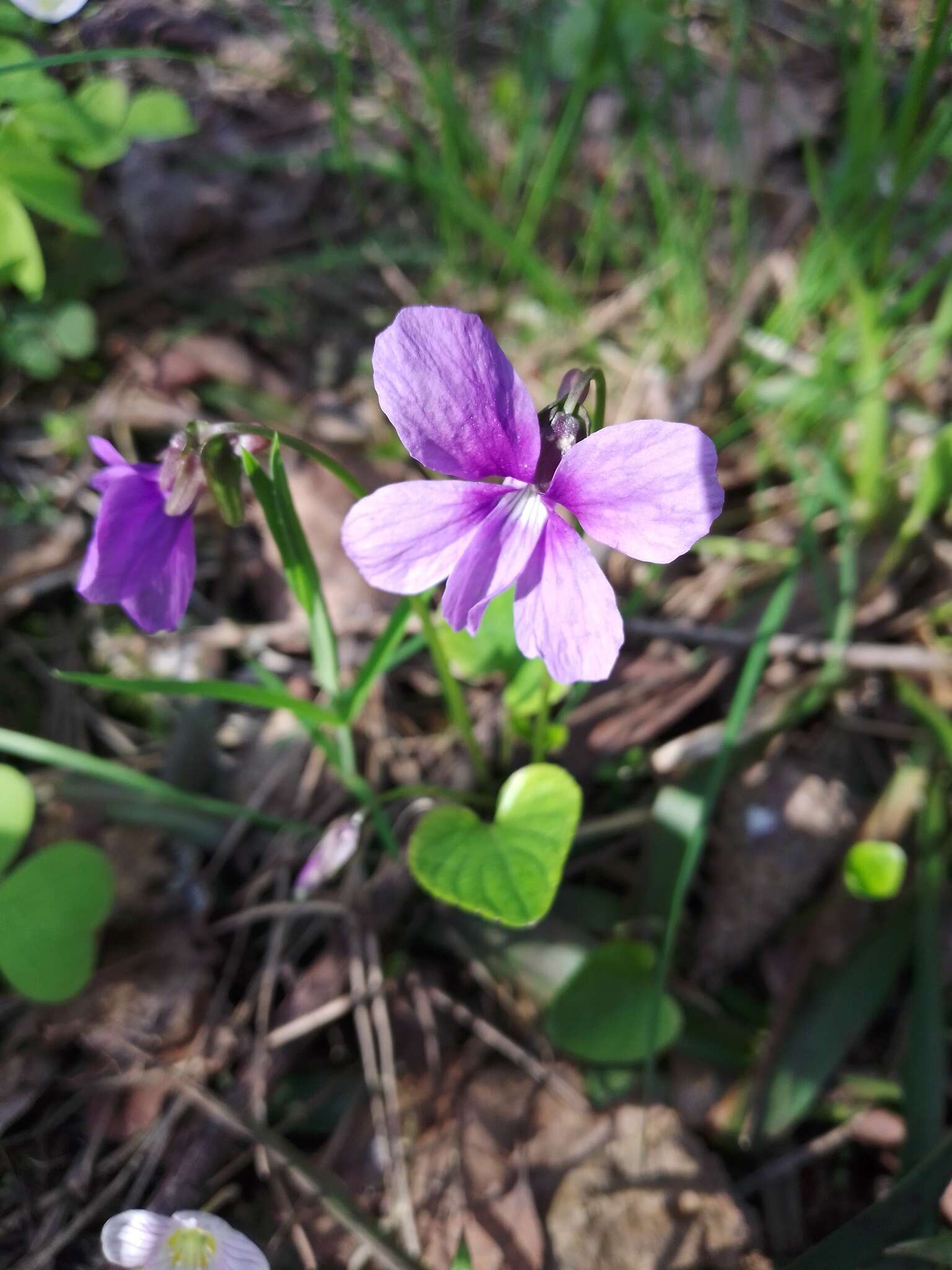 Image de Viola uliginosa Besser