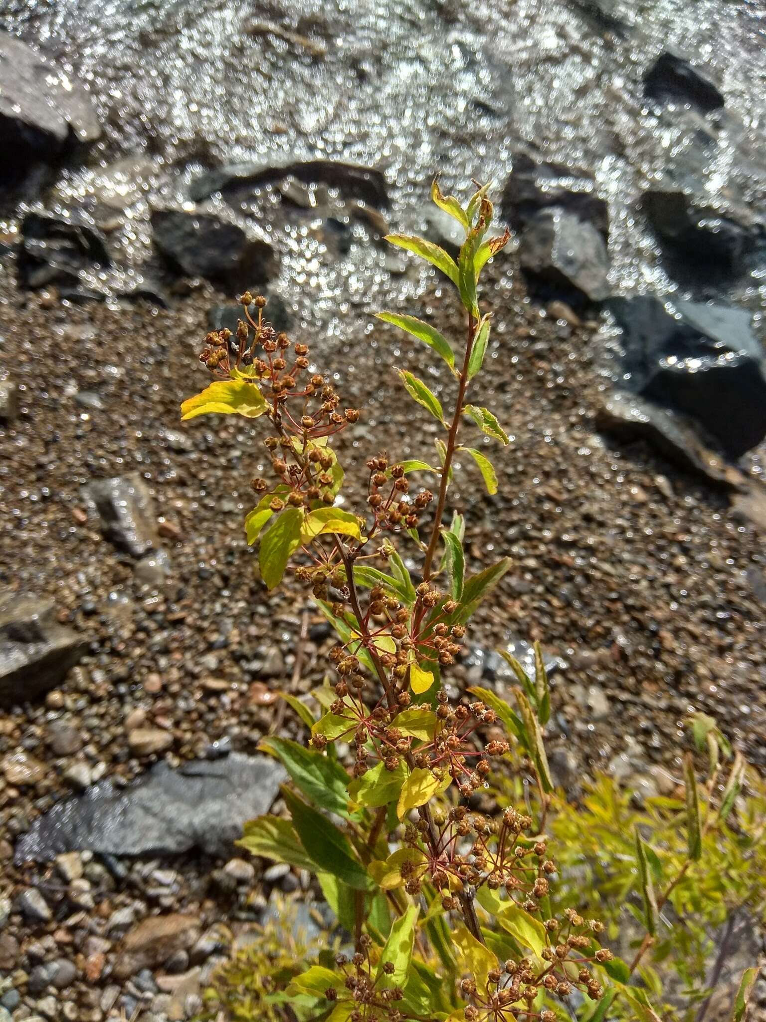 Image of Spiraea media Franz Schmidt