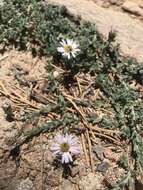 Image of Brewer's fleabane