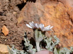 Leucheria candidissima Gill. & D. Don resmi