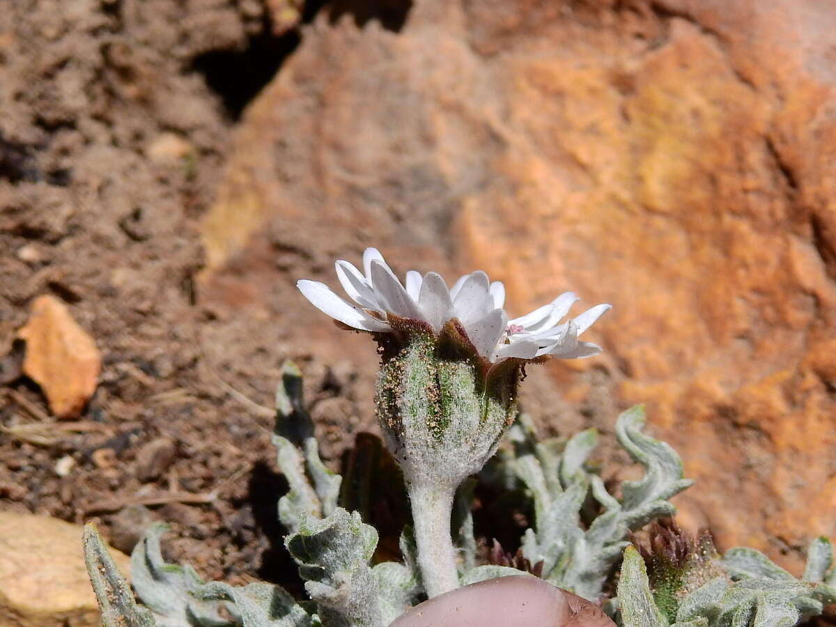 Image de Leucheria candidissima Gill. & D. Don