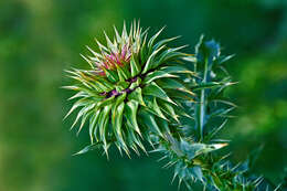 Image of Carduus nutans subsp. leiophyllus (Petrovic) Arènes