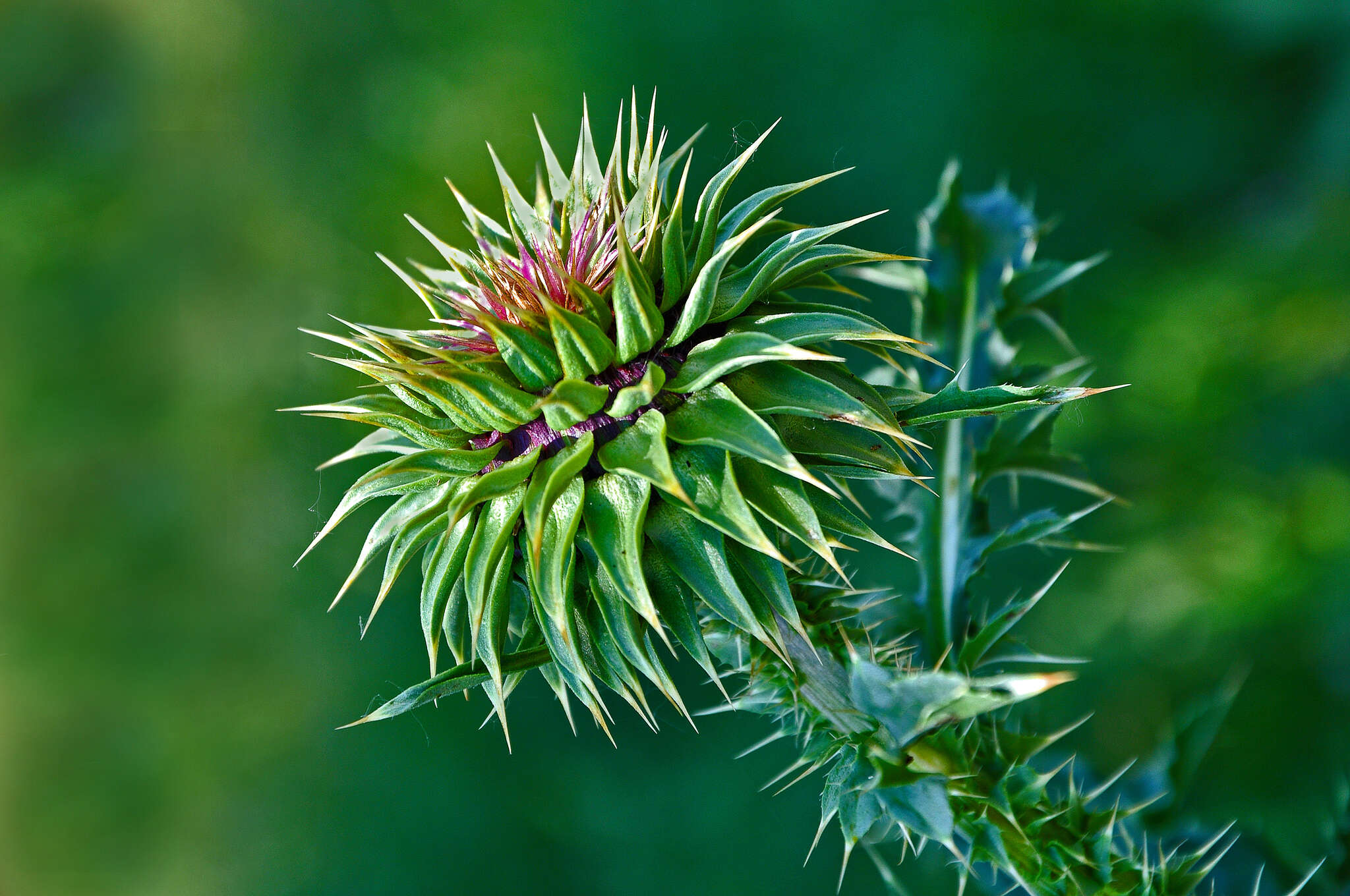 Image of Carduus nutans subsp. leiophyllus (Petrovic) Arènes