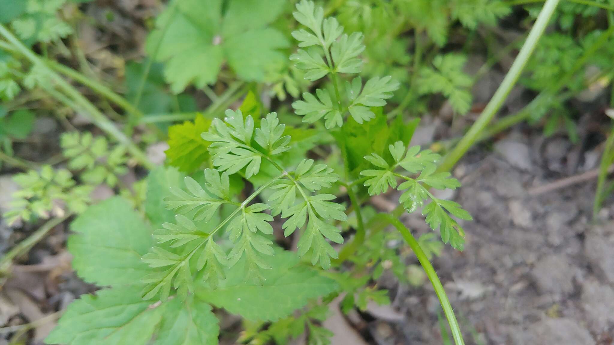 Imagem de Chaerophyllum procumbens (L.) Crantz