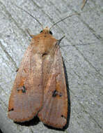 Image of Large Yellow Underwing